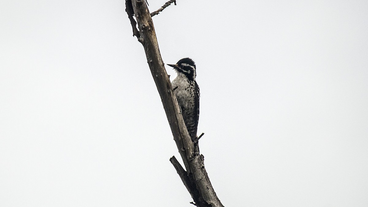 Nuttall's Woodpecker - ML303521571