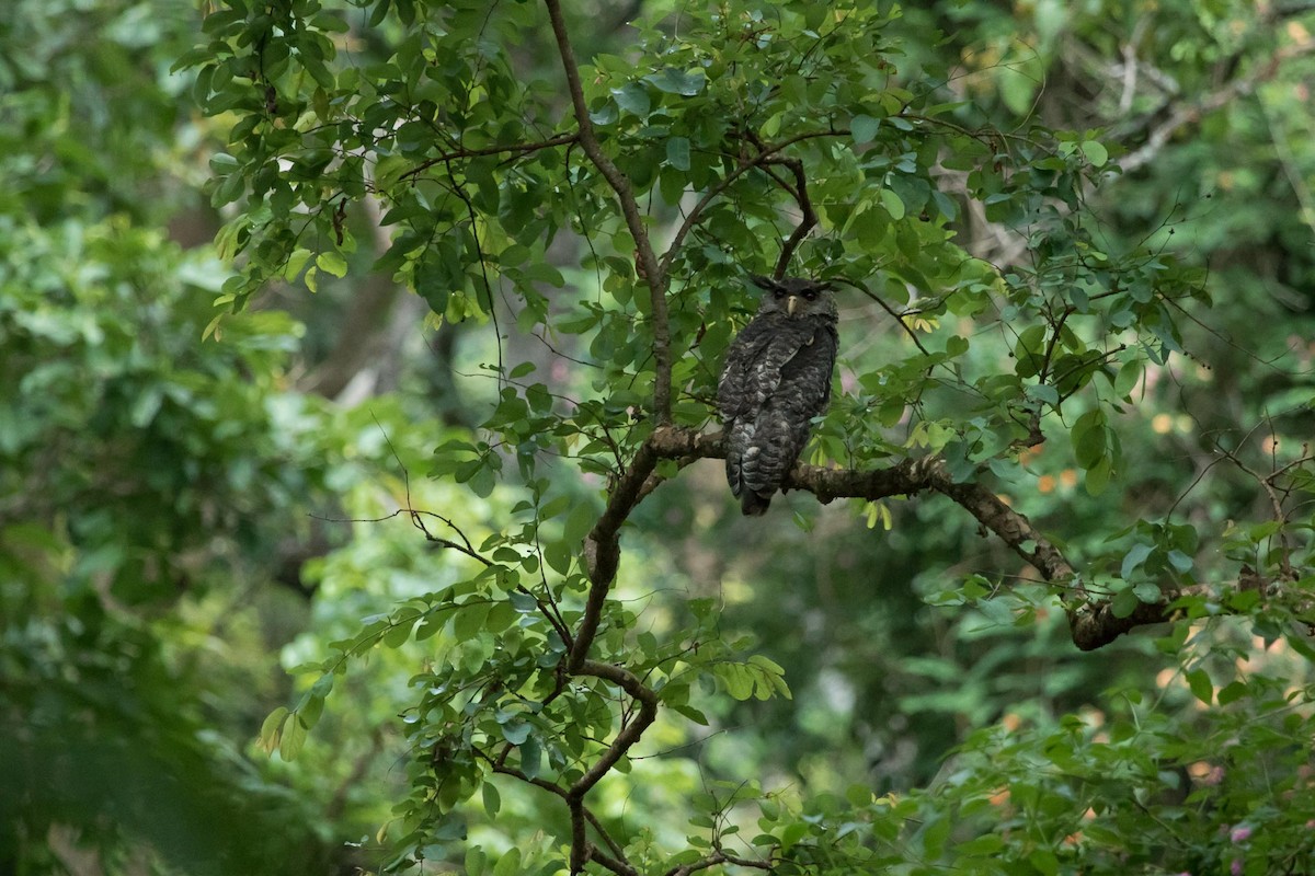 Spot-bellied Eagle-Owl - Uday Kiran