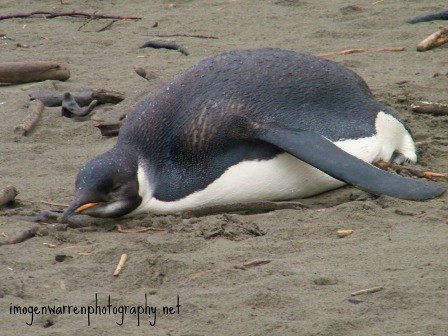 Emperor Penguin - Imogen Warren