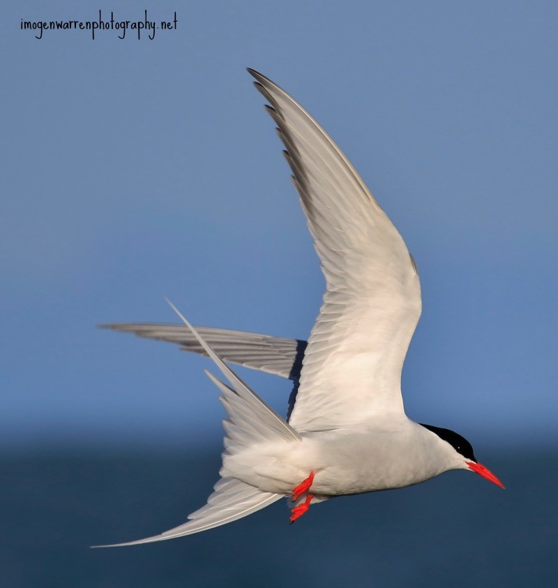 Arctic Tern - Imogen Warren