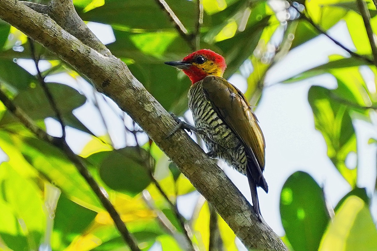 Yellow-throated Woodpecker - ML303530531