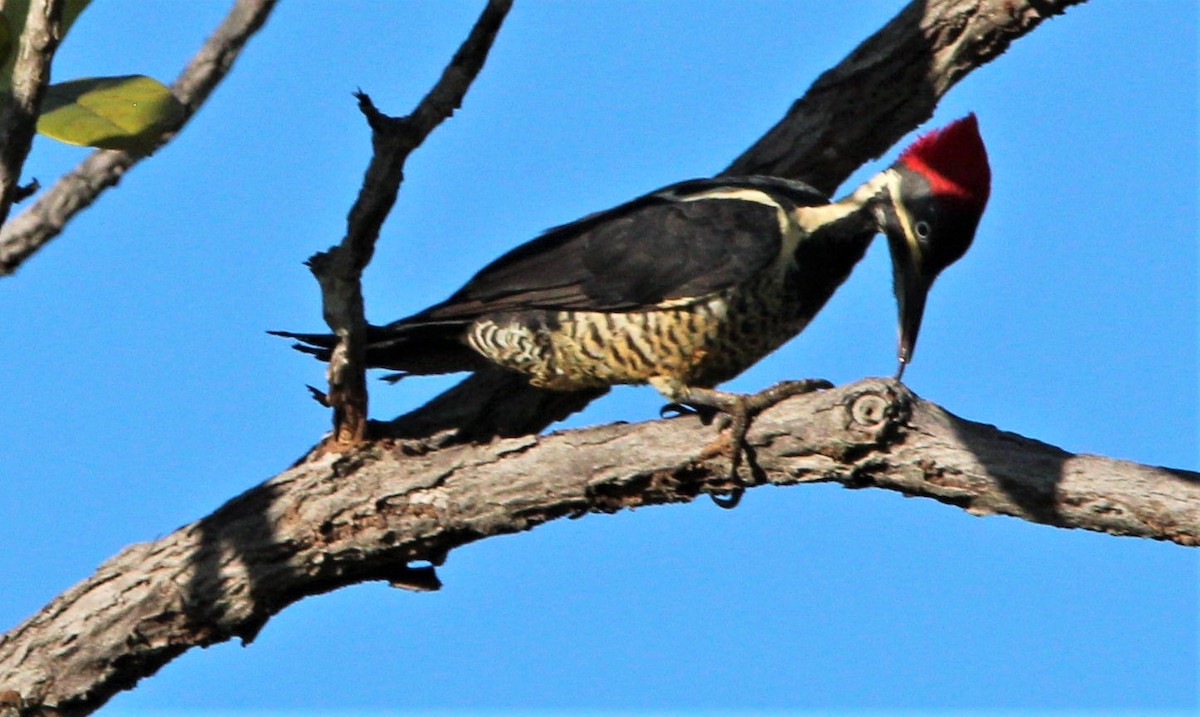 Lineated Woodpecker - ML303534201