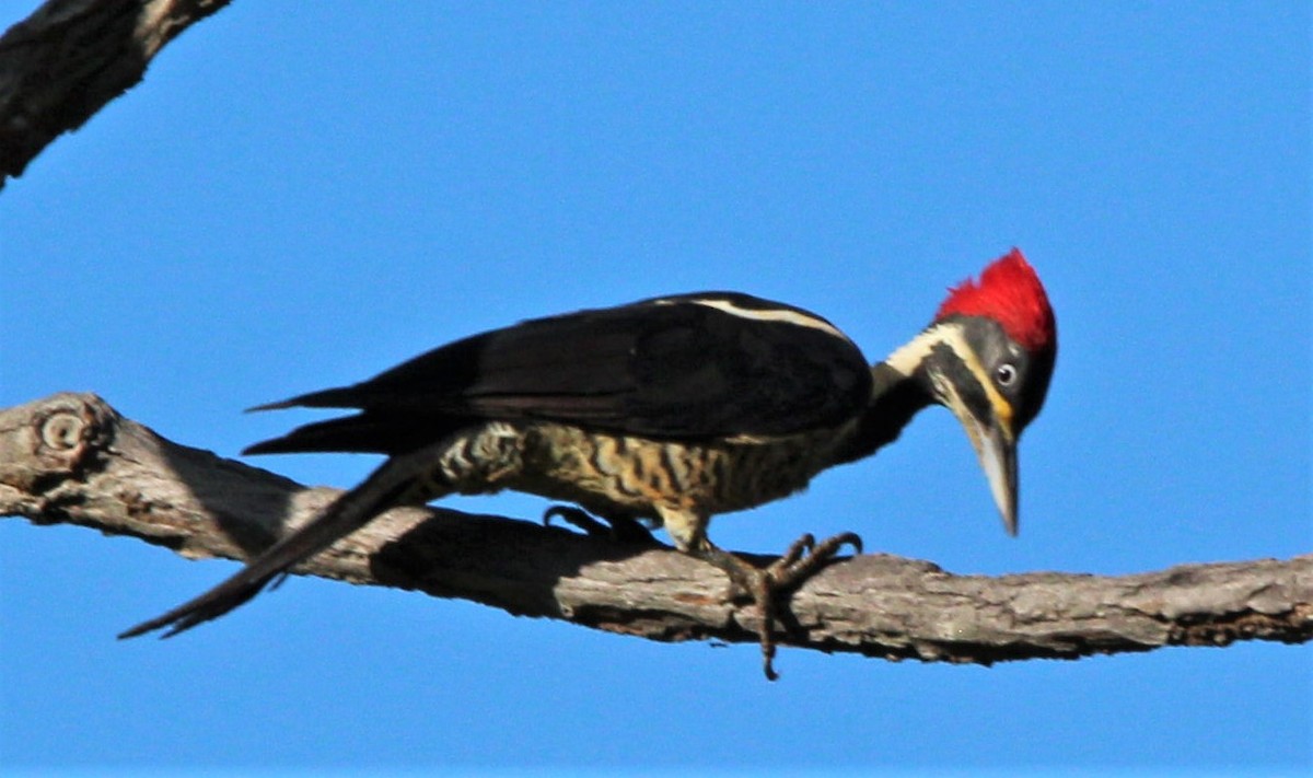 Lineated Woodpecker - ML303534211