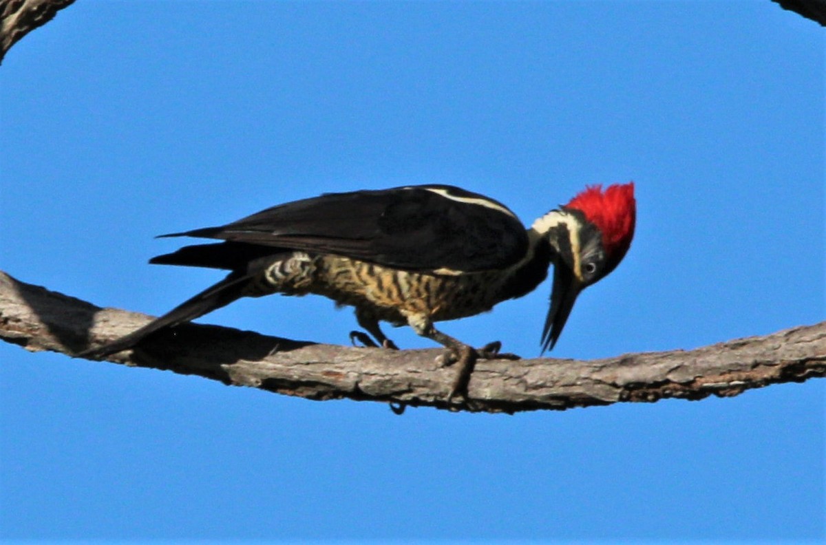 Lineated Woodpecker - ML303534231