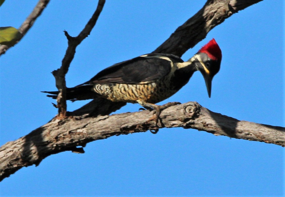 Lineated Woodpecker - ML303534241
