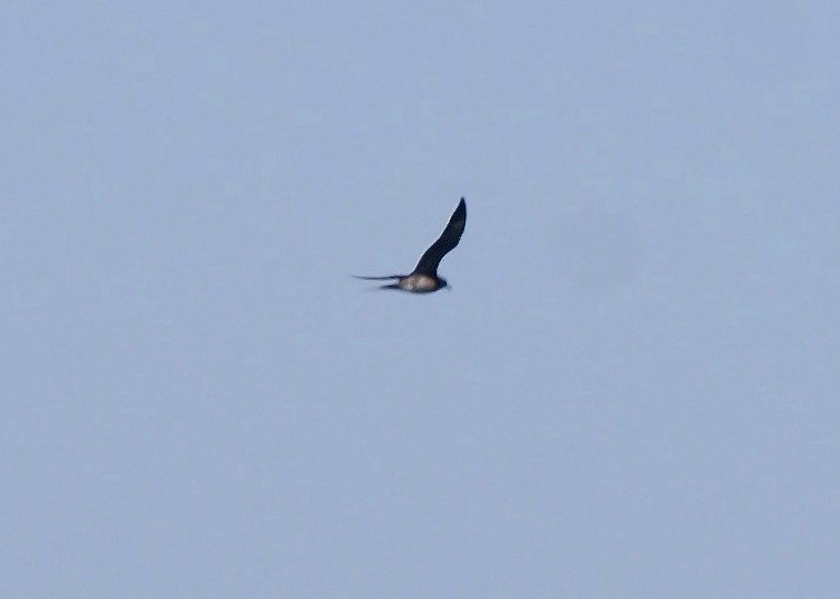 Long-tailed Jaeger - ML303537551