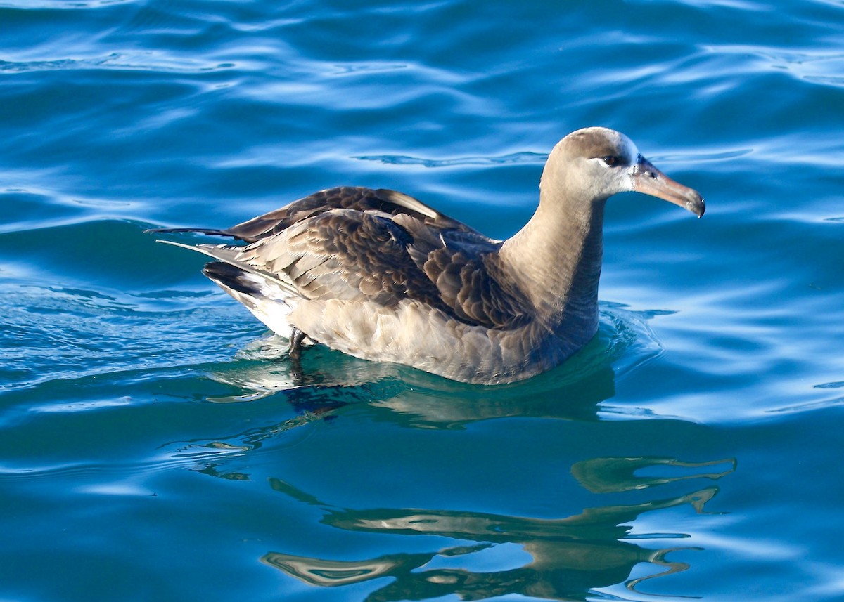 albatros černonohý - ML303538071