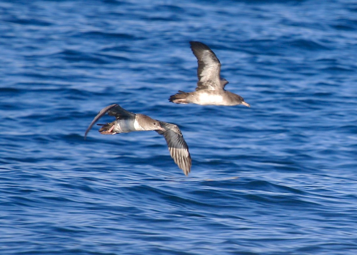 Pink-footed Shearwater - ML303538211
