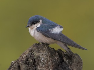  - White-winged Swallow