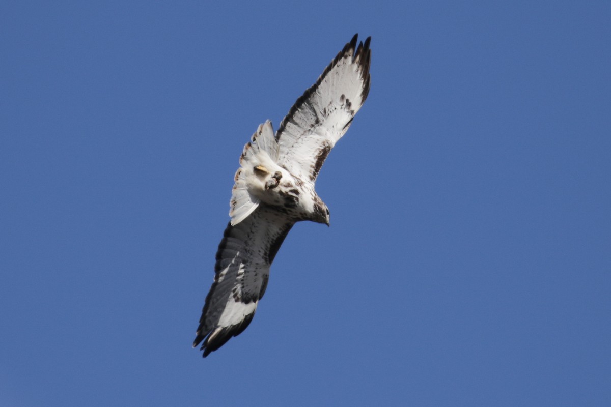 Red-tailed Hawk (Harlan's) - ML303546391