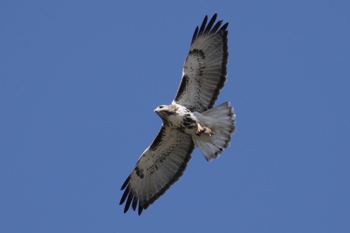 Red-tailed Hawk (Harlan's) - ML303546451