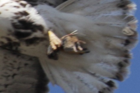 káně rudochvostá (ssp. harlani) - ML303546461
