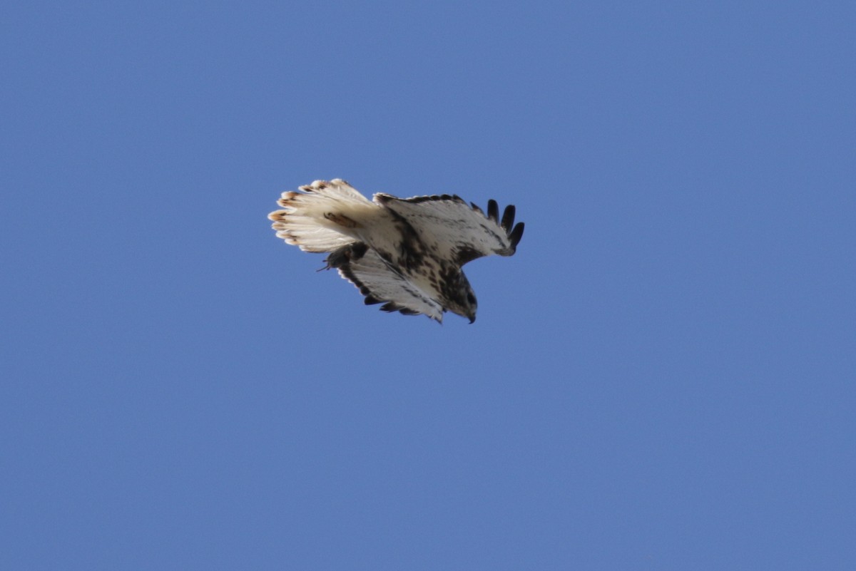 Red-tailed Hawk (Harlan's) - ML303546481