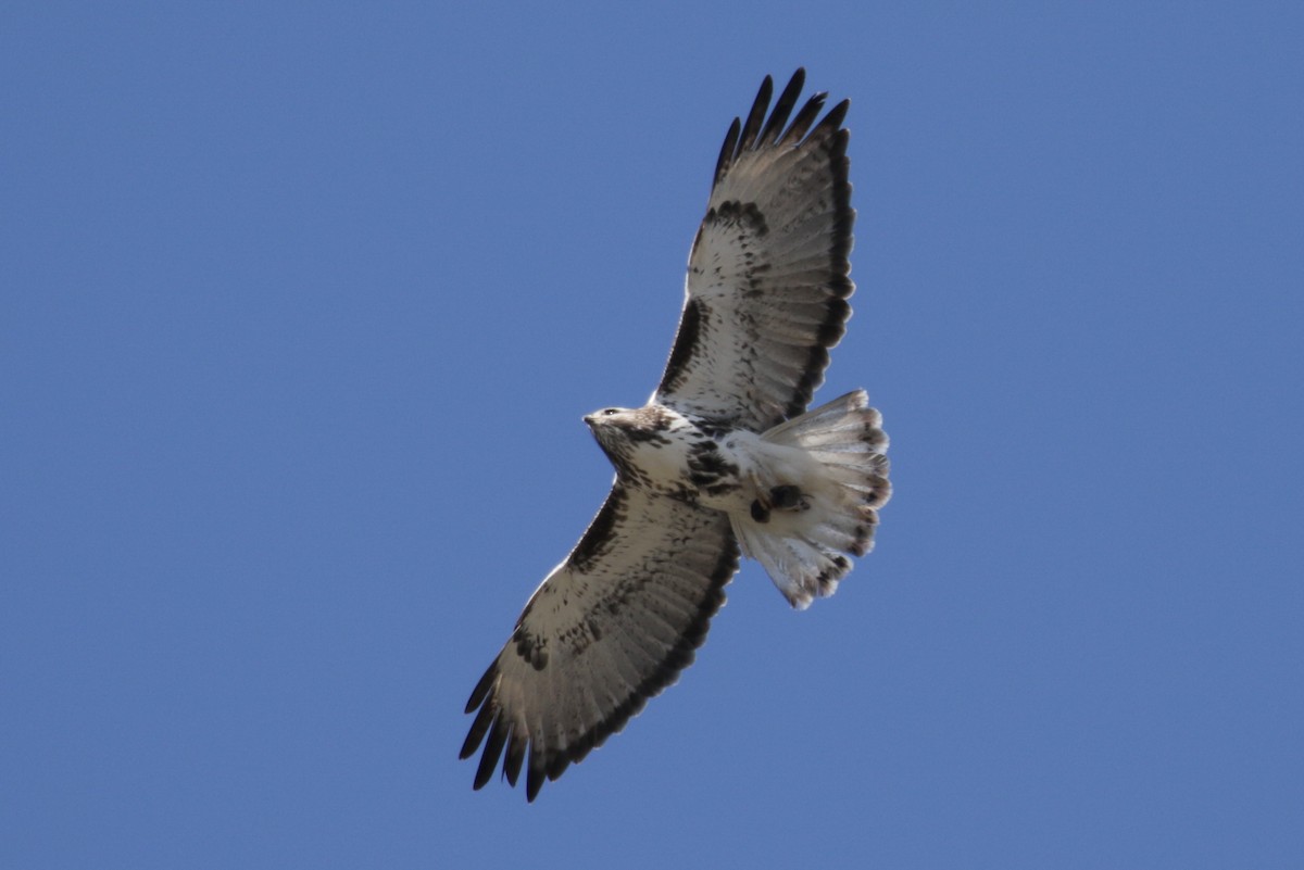 Red-tailed Hawk (Harlan's) - ML303546491