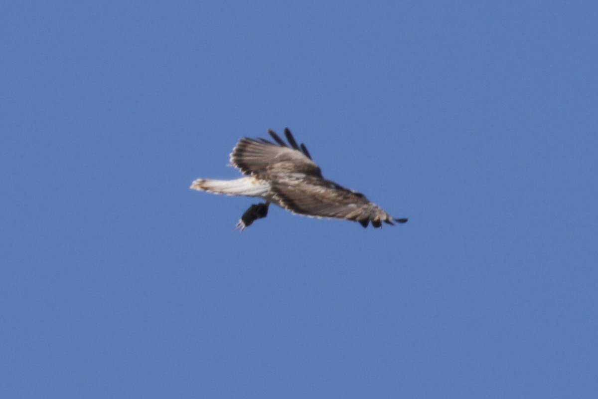 Red-tailed Hawk (Harlan's) - ML303546501