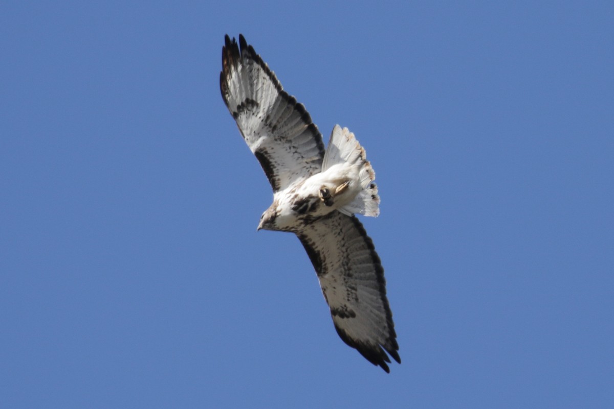 Red-tailed Hawk (Harlan's) - ML303546521