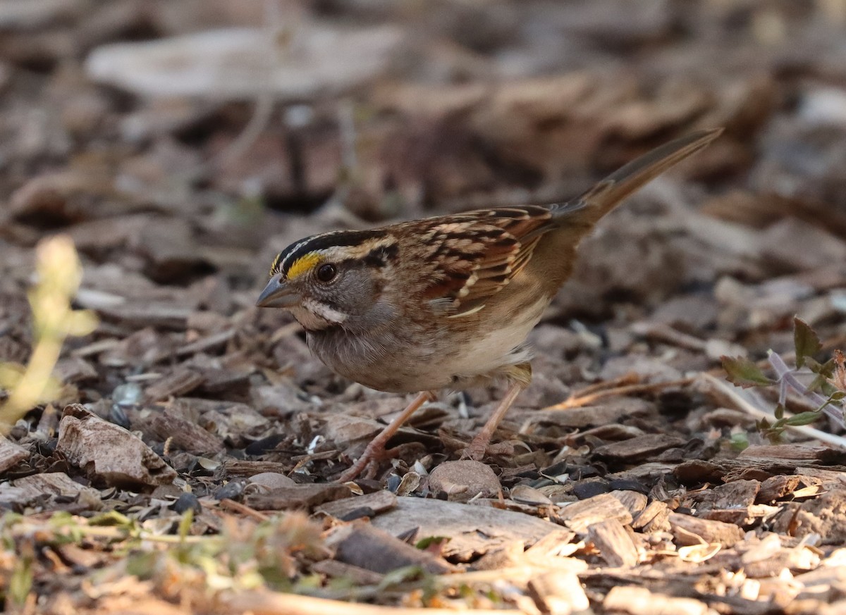 White-throated Sparrow - ML303547511