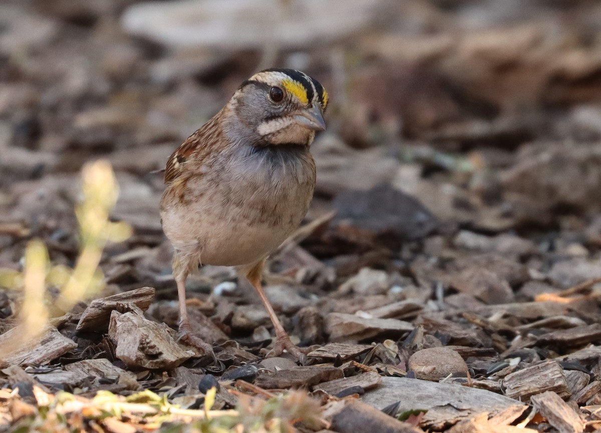 White-throated Sparrow - ML303547961