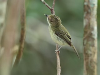  - Helmeted Pygmy-Tyrant