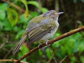  - Long-crested Pygmy-Tyrant