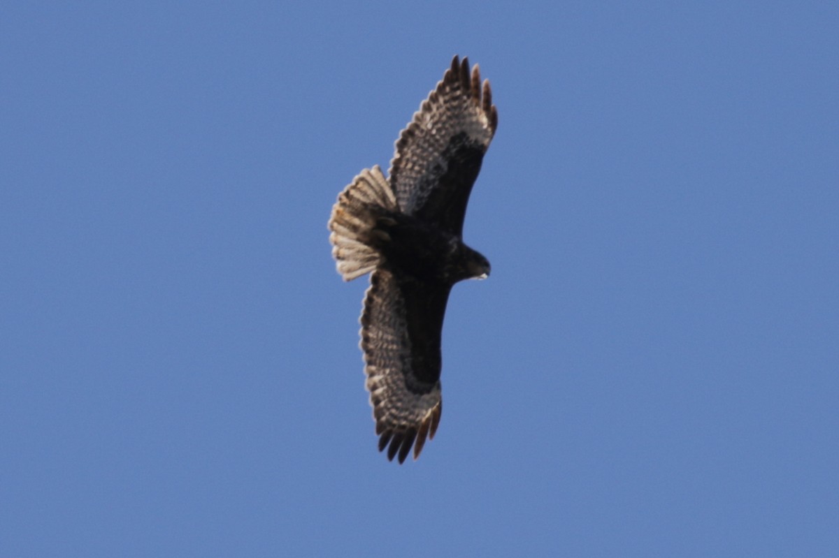 Red-tailed Hawk (Harlan's) - ML303552421