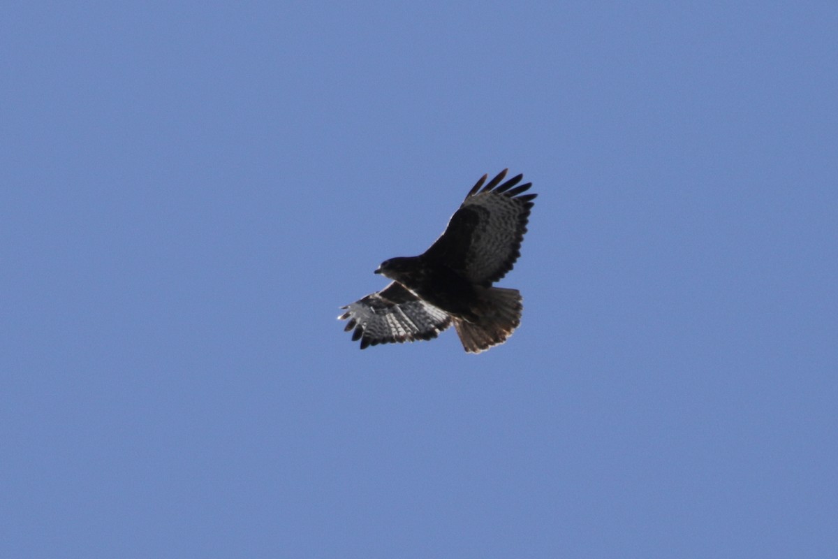 Red-tailed Hawk (Harlan's) - ML303552431