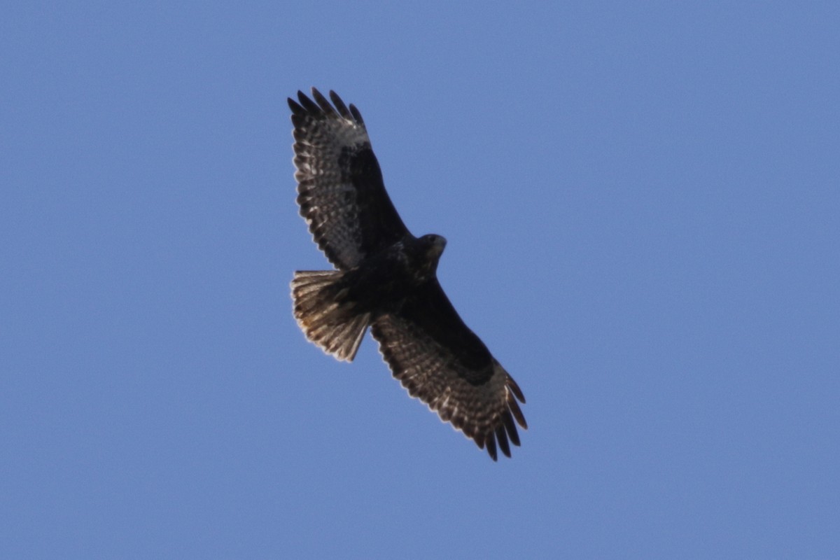 Red-tailed Hawk (Harlan's) - ML303552441