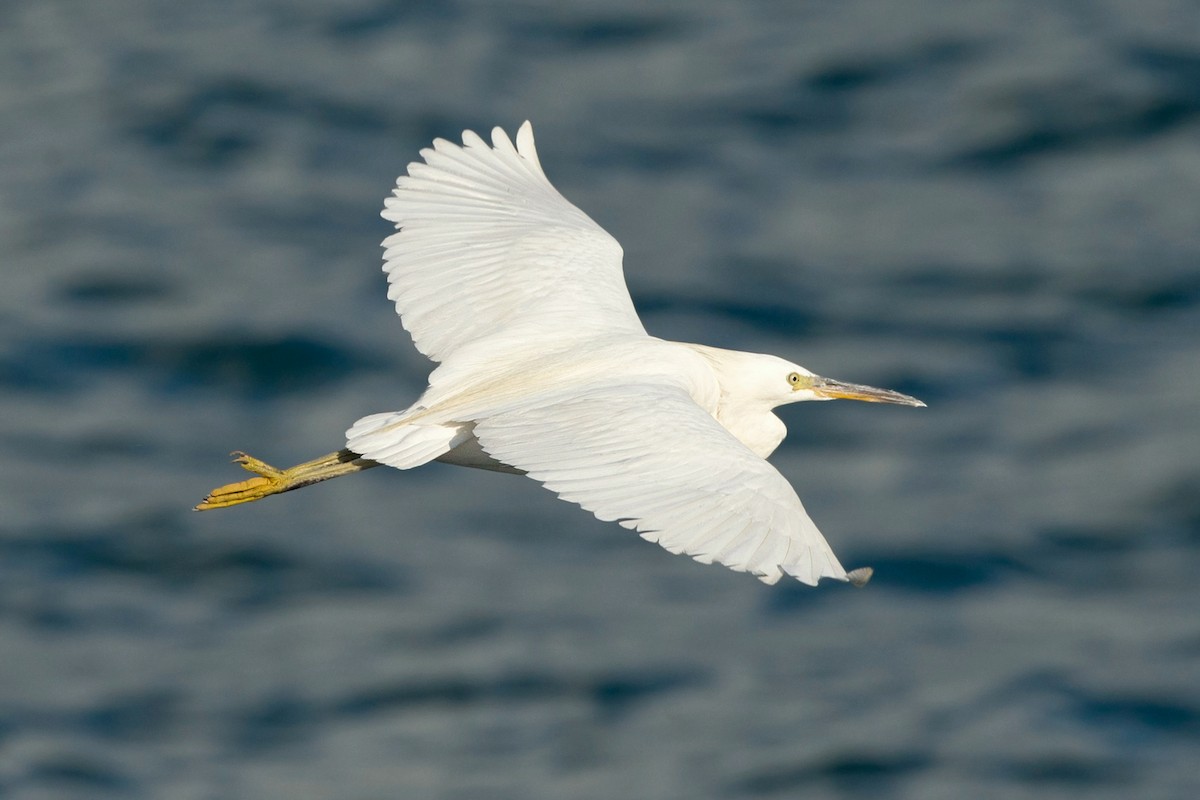 Chinese Egret - David Irving