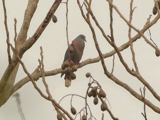  - Bronze-naped Pigeon