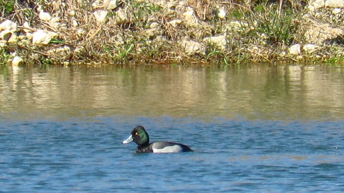 Ring-necked Duck x Greater Scaup (hybrid) - ML303559061