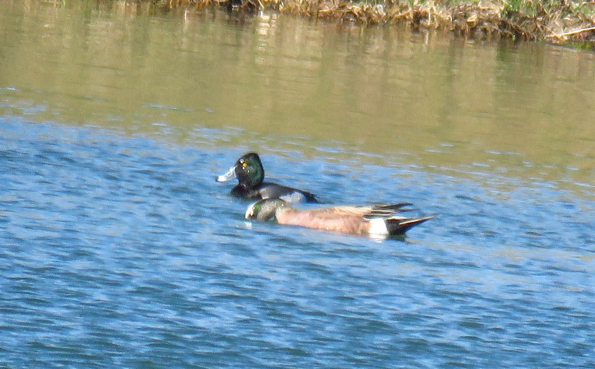 Ring-necked Duck x Greater Scaup (hybrid) - Colette Micallef