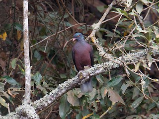  - Laurel Pigeon