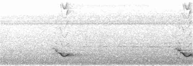 Black-tailed Oriole - ML303561111