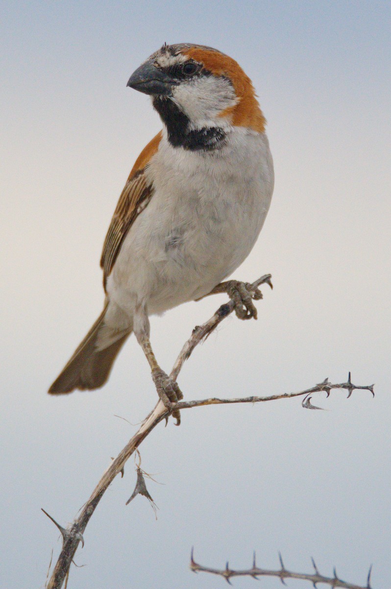 Great Rufous Sparrow - ML303561621