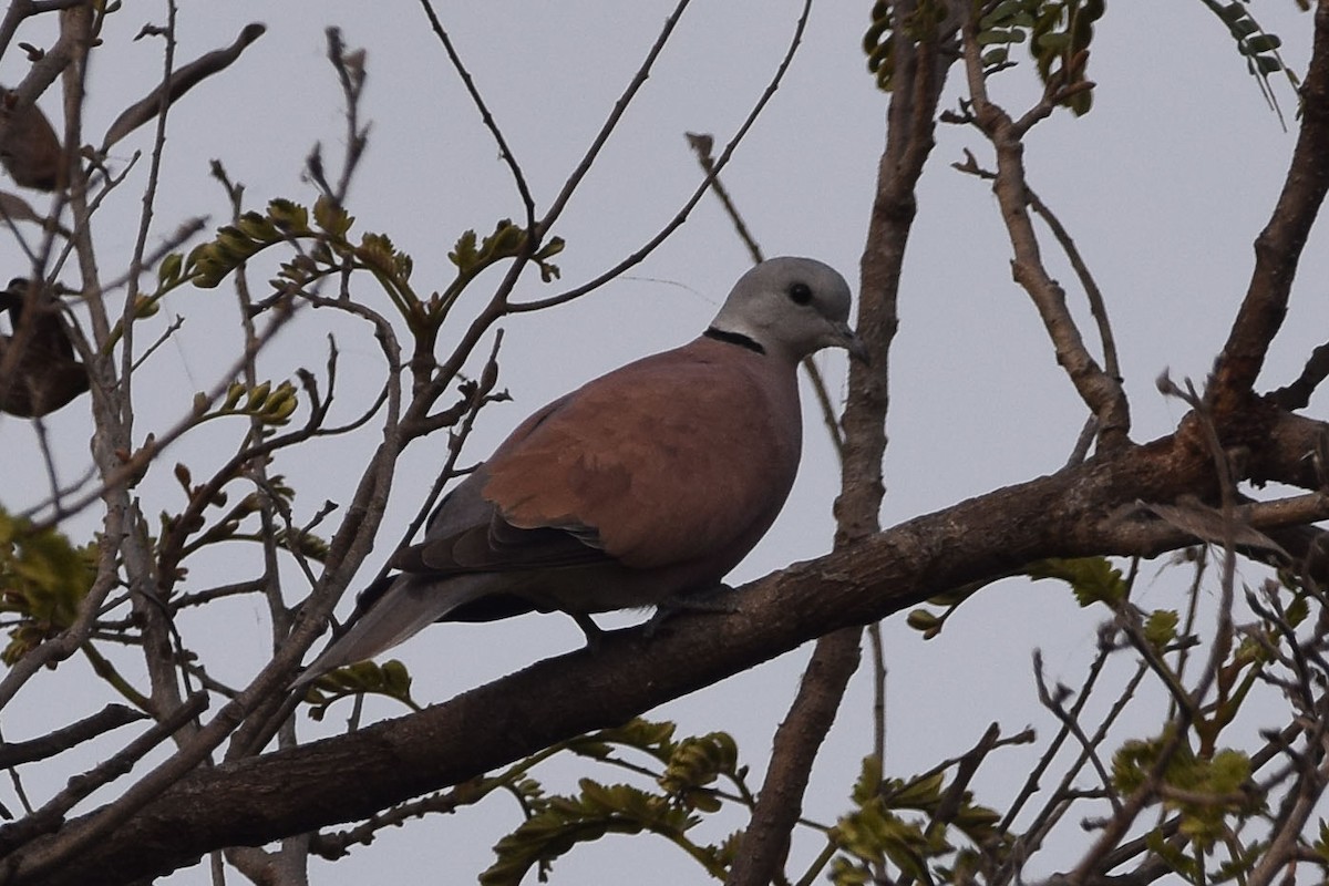 Red Collared-Dove - ML303561701