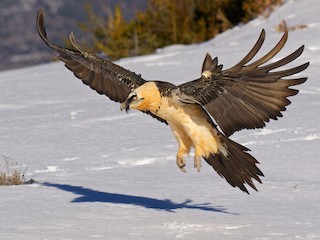  - Bearded Vulture