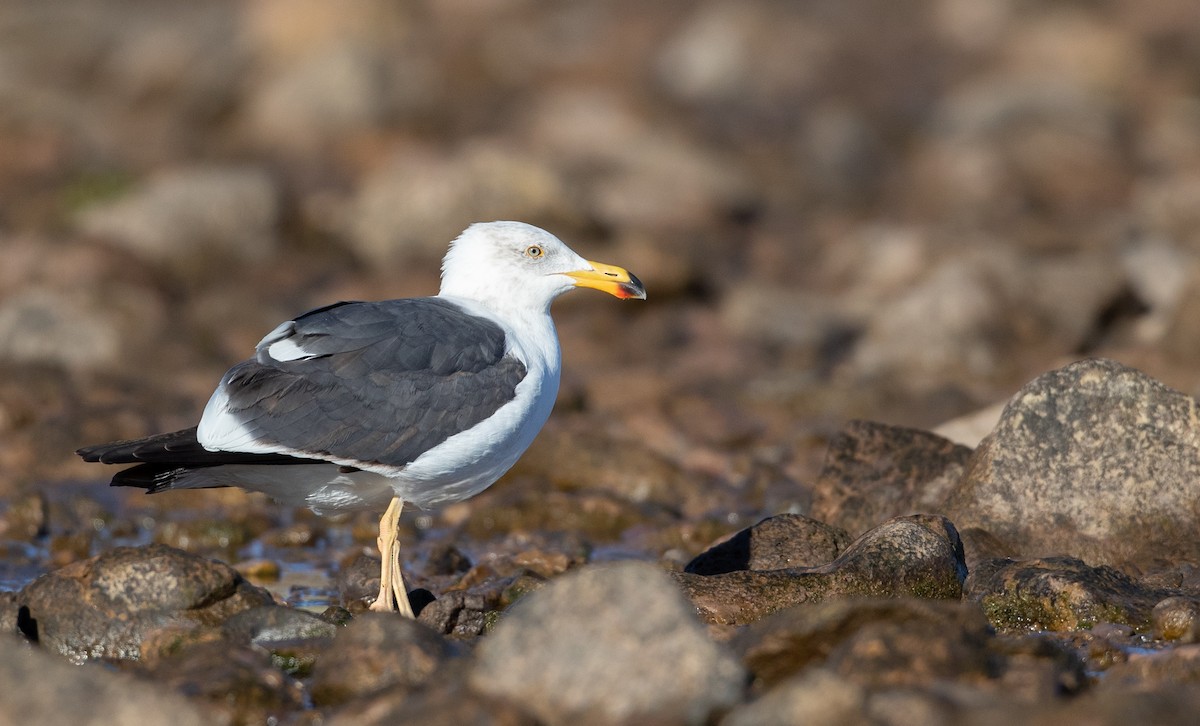 Yellow-footed Gull - ML303562211