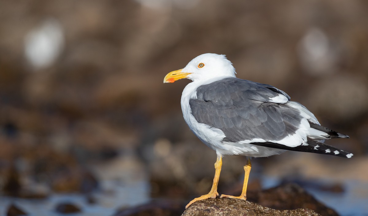 Yellow-footed Gull - ML303562311