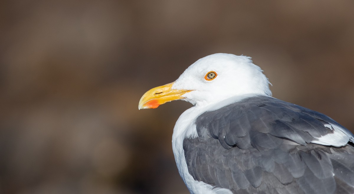 Yellow-footed Gull - ML303562321