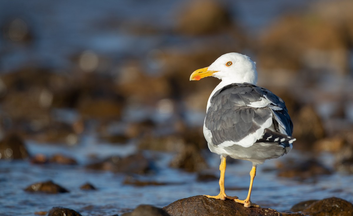 Yellow-footed Gull - ML303562351