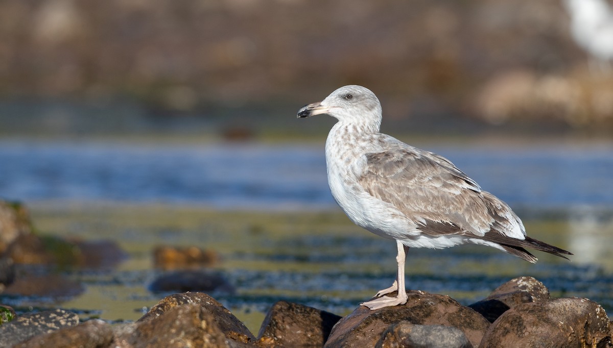 Yellow-footed Gull - ML303562391