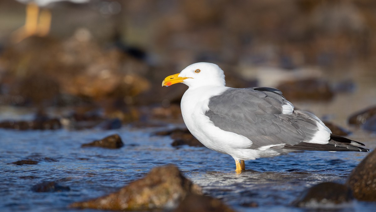 Yellow-footed Gull - ML303562411
