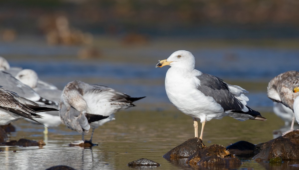 Yellow-footed Gull - ML303562431
