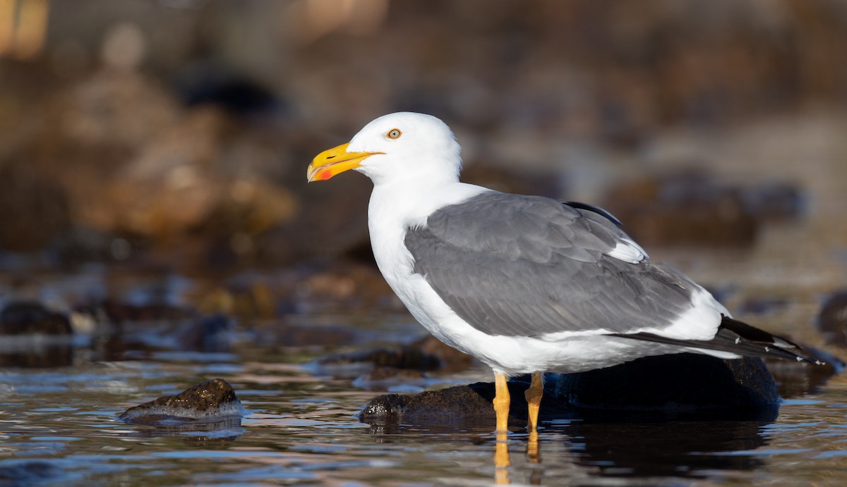 Yellow-footed Gull - ML303562441