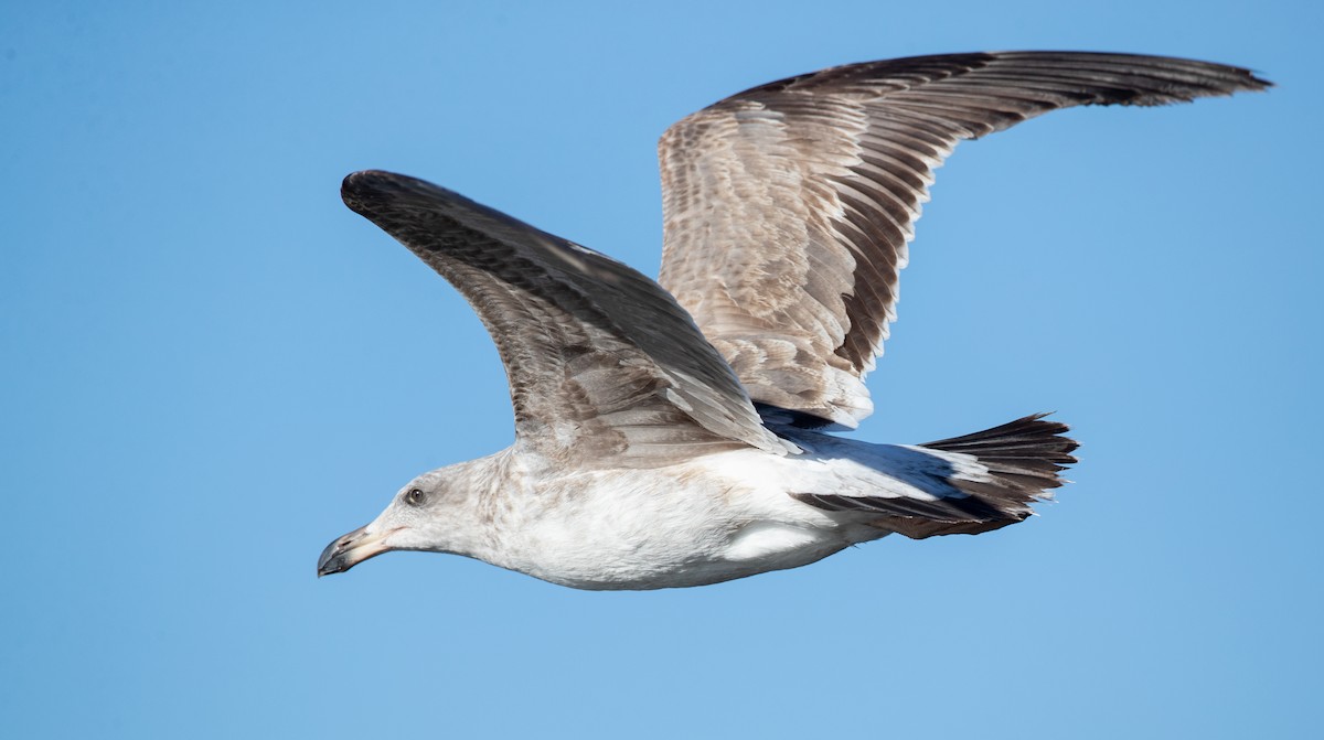 Yellow-footed Gull - ML303562451