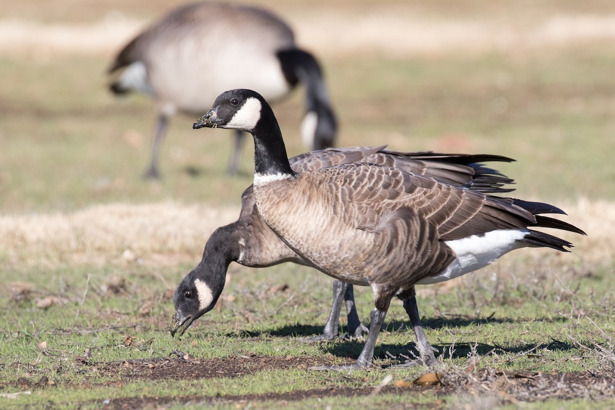 Cackling Goose (Aleutian) - ML303563461