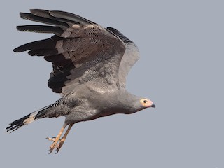  - African Harrier-Hawk