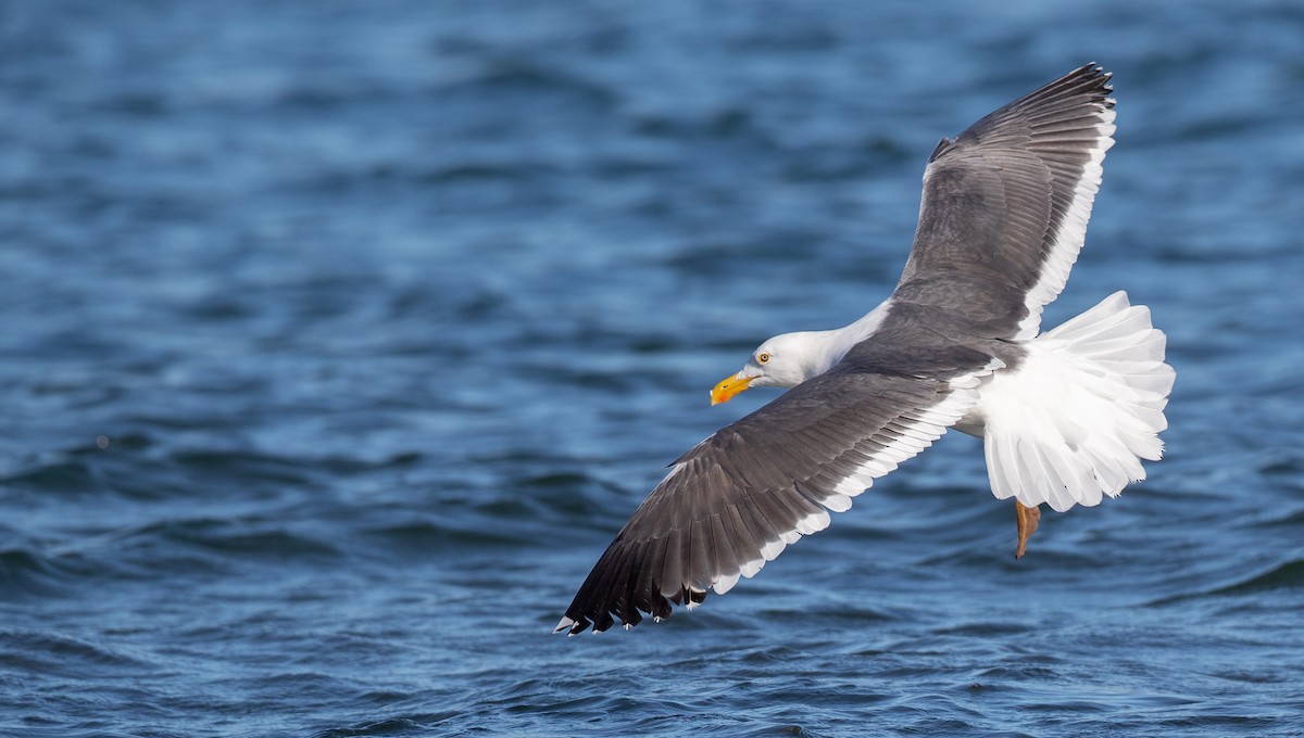 Yellow-footed Gull - Ian Davies
