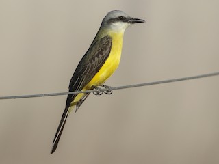  - White-throated Kingbird