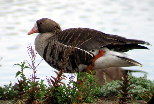 Greater White-fronted Goose - ML30356581